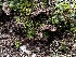  ( - FDS-CA-01535)  @11 [ ] c (2024) Rudy Diaz Fungal Diversity Survey