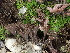  ( - FDS-CA-01535)  @11 [ ] c (2024) Rudy Diaz Fungal Diversity Survey