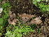  (Thelephora sp. CA07 - FDS-CA-01535)  @11 [ ] c (2024) Rudy Diaz Fungal Diversity Survey