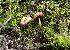  ( - FDS-CA-01528)  @11 [ ] c (2024) Rudy Diaz Fungal Diversity Survey