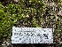  ( - FDS-CA-01528)  @11 [ ] c (2024) Rudy Diaz Fungal Diversity Survey