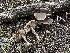  ( - FDS-CA-01530)  @11 [ ] c (2024) Rudy Diaz Fungal Diversity Survey