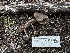  ( - FDS-CA-01530)  @11 [ ] c (2024) Rudy Diaz Fungal Diversity Survey