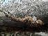  ( - FDS-CA-01540)  @11 [ ] c (2024) Rudy Diaz Fungal Diversity Survey