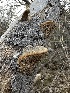  ( - FDS-CA-01540)  @11 [ ] c (2024) Rudy Diaz Fungal Diversity Survey