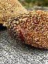  ( - FDS-CA-01540)  @11 [ ] c (2024) Rudy Diaz Fungal Diversity Survey