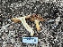  ( - FDS-CA-01544)  @11 [ ] c (2024) Rudy Diaz Fungal Diversity Survey