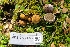  (Rhizopogon arctostaphyli - FDS-CA-03402)  @11 [ ] by-nc (2024) Fresno Mycology Society Fungal Diversity Survey