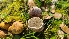  ( - FDS-CA-03402)  @11 [ ] by-nc (2024) Fresno Mycology Society Fungal Diversity Survey