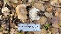  ( - FDS-CA-03403)  @11 [ ] by-nc (2024) Fresno Mycology Society Fungal Diversity Survey