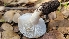  ( - FDS-CA-03403)  @11 [ ] by-nc (2024) Fresno Mycology Society Fungal Diversity Survey