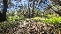  ( - FDS-CA-03403)  @11 [ ] by-nc (2024) Fresno Mycology Society Fungal Diversity Survey