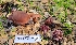  ( - FDS-CA-03404)  @11 [ ] by-nc (2024) Fresno Mycology Society Fungal Diversity Survey