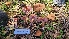  ( - FDS-CA-03407)  @11 [ ] by-nc (2024) Fresno Mycology Society Fungal Diversity Survey