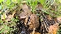  ( - FDS-CA-03408)  @11 [ ] by-nc (2024) Fresno Mycology Society Fungal Diversity Survey