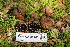  (Melanogaster - FDS-CA-03408)  @11 [ ] by-nc (2024) Fresno Mycology Society Fungal Diversity Survey