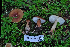  ( - FDS-CA-03414)  @11 [ ] by-nc (2024) Fresno Mycology Society Fungal Diversity Survey