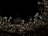 (Roesleria - HAY-F-004431)  @11 [ ] by-nc (2023) Stu Pickell Fungal Diversity Survey