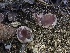  (Malvipezia sp. CA01 - FDS-CA-01548)  @11 [ ] c (2024) Rudy Diaz Fungal Diversity Survey