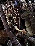  ( - FDS-CA-01965)  @11 [ ] by-nc (2024) Aaron Tupac Fungal Diversity Survey
