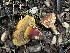  ( - FDS-CA-01504)  @11 [ ] c (2024) Rudy Diaz Fungal Diversity Survey