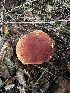  ( - FDS-CA-01504)  @11 [ ] c (2024) Rudy Diaz Fungal Diversity Survey