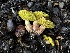  (Aureoboletus sp. flaviporus-CA01 - FDS-CA-01503)  @11 [ ] c (2024) Rudy Diaz Fungal Diversity Survey