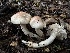  ( - FDS-CA-01509)  @11 [ ] c (2024) Rudy Diaz Fungal Diversity Survey