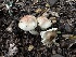  ( - FDS-CA-01509)  @11 [ ] c (2024) Rudy Diaz Fungal Diversity Survey