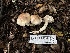  ( - FDS-CA-01509)  @11 [ ] c (2024) Rudy Diaz Fungal Diversity Survey