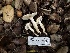  ( - FDS-CA-01514)  @11 [ ] c (2024) Rudy Diaz Fungal Diversity Survey