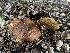  ( - FDS-CA-01516)  @11 [ ] c (2024) Rudy Diaz Fungal Diversity Survey