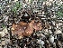  ( - FDS-CA-01516)  @11 [ ] c (2024) Rudy Diaz Fungal Diversity Survey