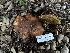  ( - FDS-CA-01516)  @11 [ ] c (2024) Rudy Diaz Fungal Diversity Survey