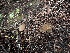  (Discinella - FDS-CA-01508)  @11 [ ] c (2024) Rudy Diaz Fungal Diversity Survey