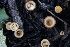  ( - FDS-CA-00798)  @11 [ ] by-nc (2024) Taye Bright Fungal Diversity Survey