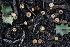  ( - FDS-CA-00798)  @11 [ ] by-nc (2024) Taye Bright Fungal Diversity Survey