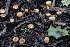  ( - FDS-CA-00798)  @11 [ ] by-nc (2024) Taye Bright Fungal Diversity Survey