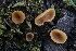  (Geopyxis sp. CA01 - FDS-CA-00795)  @11 [ ] by-nc (2024) Taye Bright Fungal Diversity Survey
