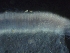  ( - FDS-CA-01548)  @11 [ ] c (2024) Rudy Diaz Fungal Diversity Survey