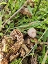  ( - FDS-CA-02189)  @11 [ ] by (2024) Mandy Hackney Fungal Diversity Survey