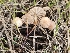  ( - FDS-CA-02192)  @11 [ ] by (2024) Mandy Hackney Fungal Diversity Survey