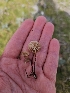  ( - FDS-CA-02192)  @11 [ ] by (2024) Mandy Hackney Fungal Diversity Survey
