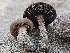  ( - FDS-CA-02187)  @11 [ ] by (2024) Mandy Hackney Fungal Diversity Survey