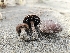  ( - FDS-CA-02187)  @11 [ ] by (2024) Mandy Hackney Fungal Diversity Survey