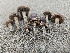  ( - FDS-CA-02184)  @11 [ ] by (2024) Mandy Hackney Fungal Diversity Survey