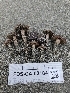  ( - FDS-CA-02184)  @11 [ ] by (2024) Mandy Hackney Fungal Diversity Survey