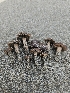  ( - FDS-CA-02184)  @11 [ ] by (2024) Mandy Hackney Fungal Diversity Survey