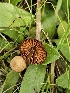  ( - FDS-CA-02186)  @11 [ ] by (2024) Mandy Hackney Fungal Diversity Survey