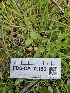 ( - FDS-CA-02186)  @11 [ ] by (2024) Mandy Hackney Fungal Diversity Survey